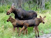 moose and calves Tyner Blvd  near UNBC